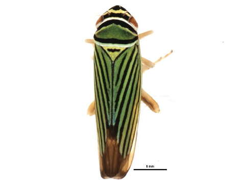 Image of Tylozygus bifidus (Say 1830)