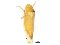 Sivun <i>Gyponana serpenta</i> kuva