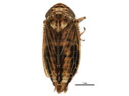 Image of <i>Euscelis confinis</i>