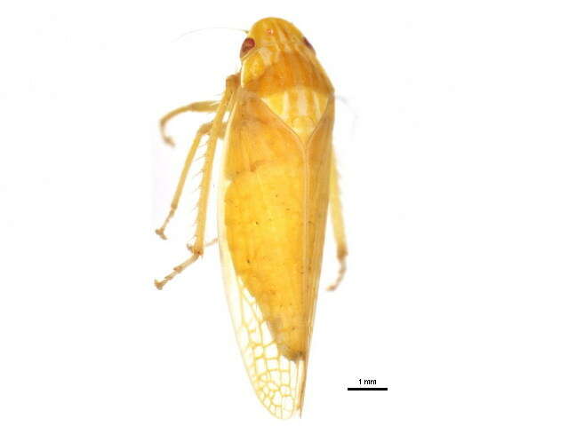 Sivun <i>Gyponana serpenta</i> kuva