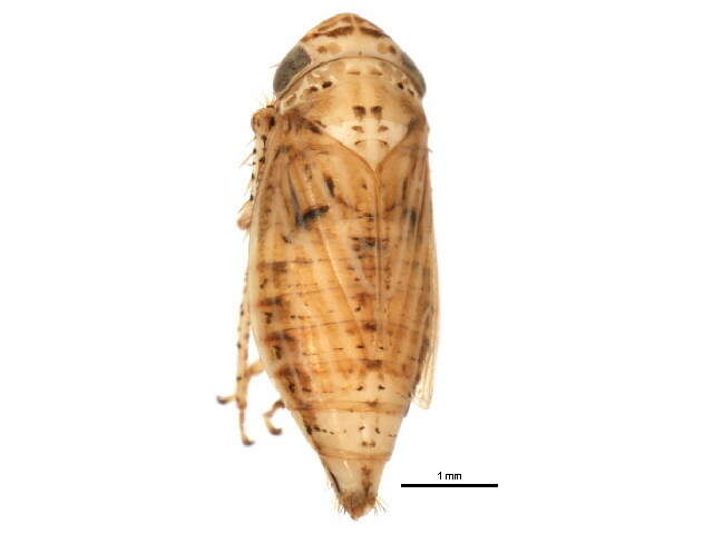 Image of <i>Euscelis confinis</i>