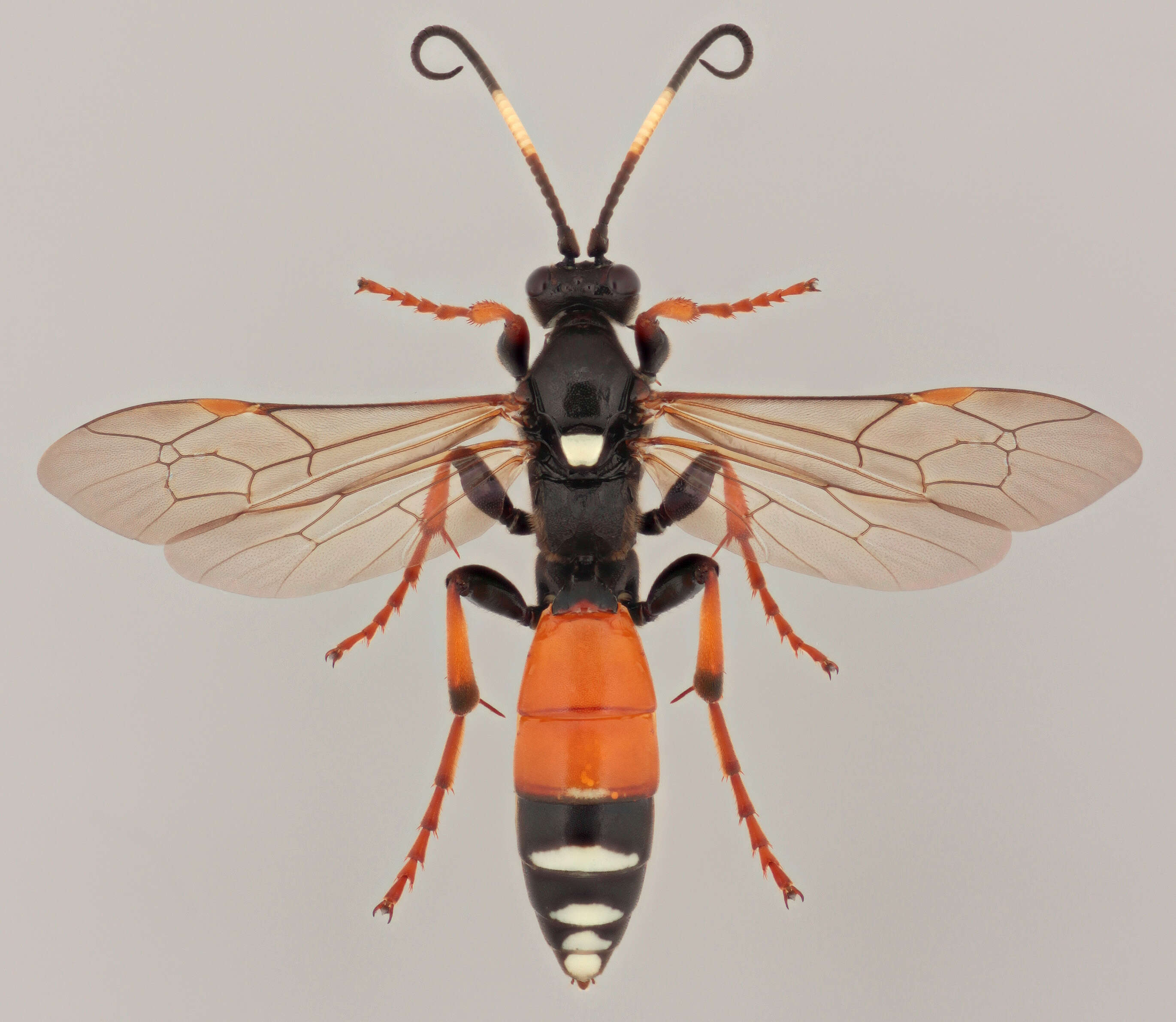 Image of Spilichneumon johansoni (Holmgren 1871)