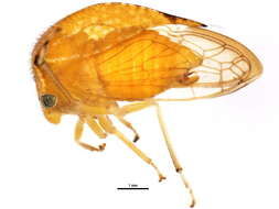 Image of <i>Ceresa borealis</i>