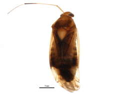 Image of Neolygus omnivagus (Knight 1917)