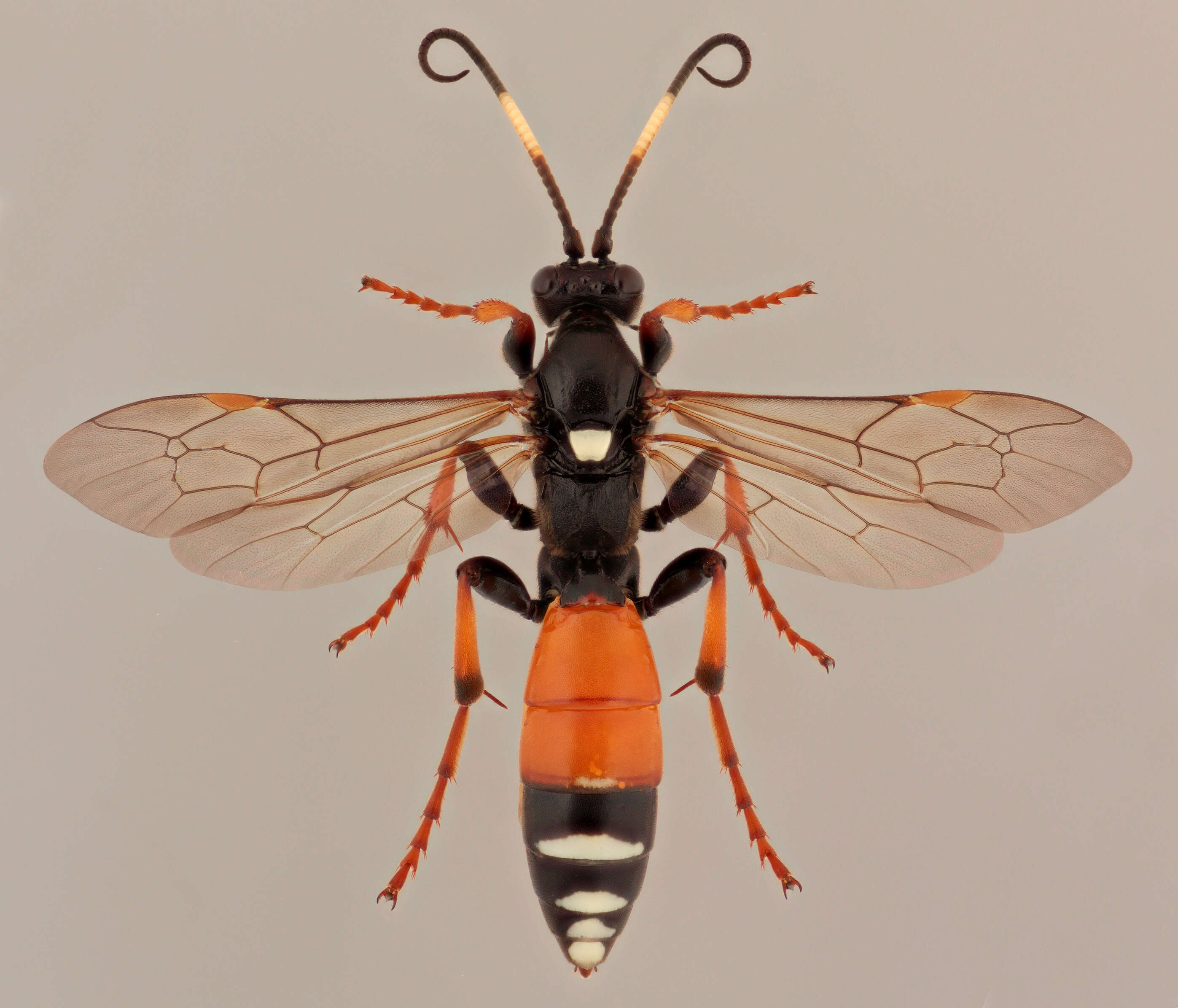 Image of Spilichneumon johansoni (Holmgren 1871)