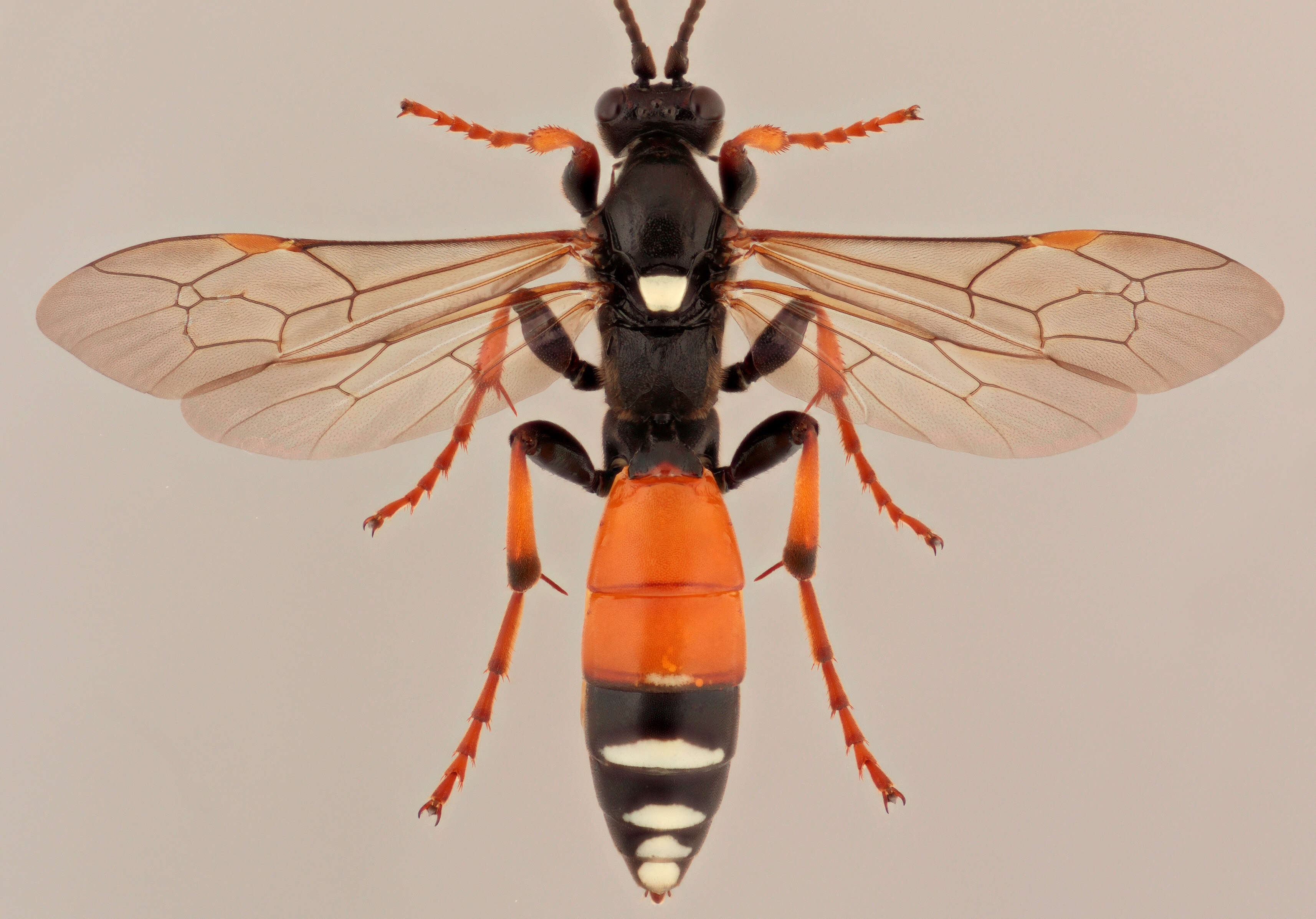 Image of Spilichneumon johansoni (Holmgren 1871)