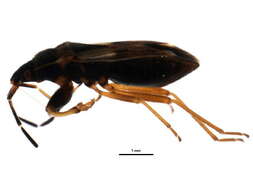 صورة Eremocoris