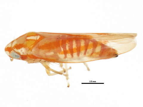 Image of Erythridula scytha (Auten & Johnson 1936)