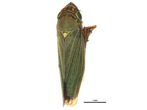 Image of Helochara