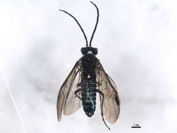 صورة Dolerus unicolor