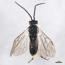 Imagem de Pachynematus extensicornis (Norton)