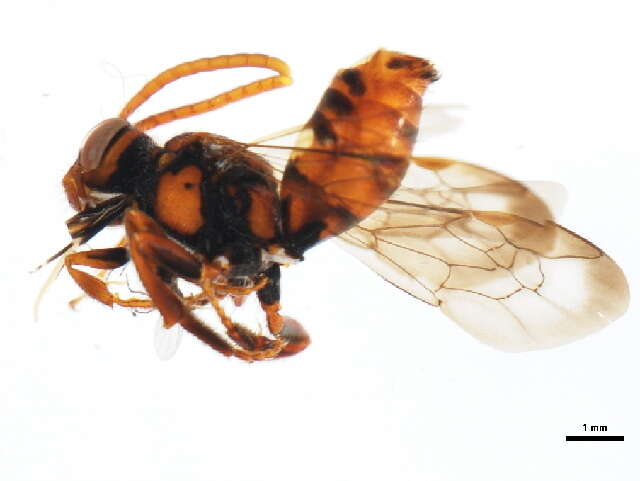 Image of Nomada gracilis Cresson 1863