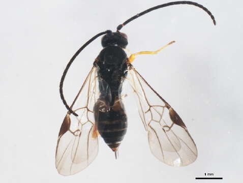 Image of Sumac Leafblotch Miner