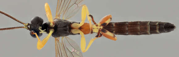 Image of Endromopoda detrita (Holmgren 1860)