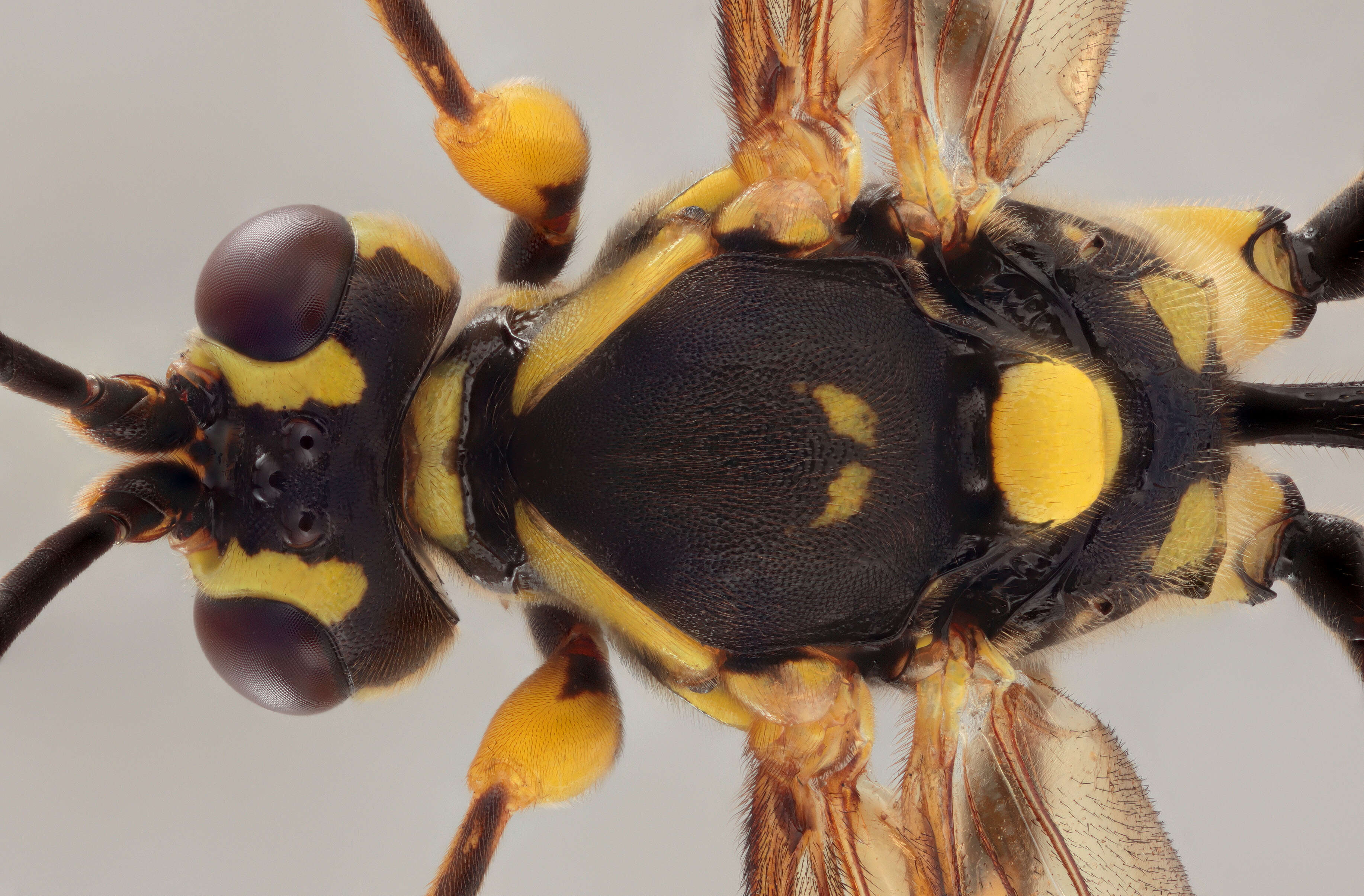 Image of Hepiopelmus variegatorius (Panzer 1800)