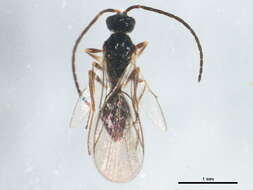 Image of <i>Pantoclis hirtistilus</i>