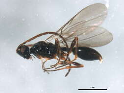 Image of <i>Belyta validicornis</i>