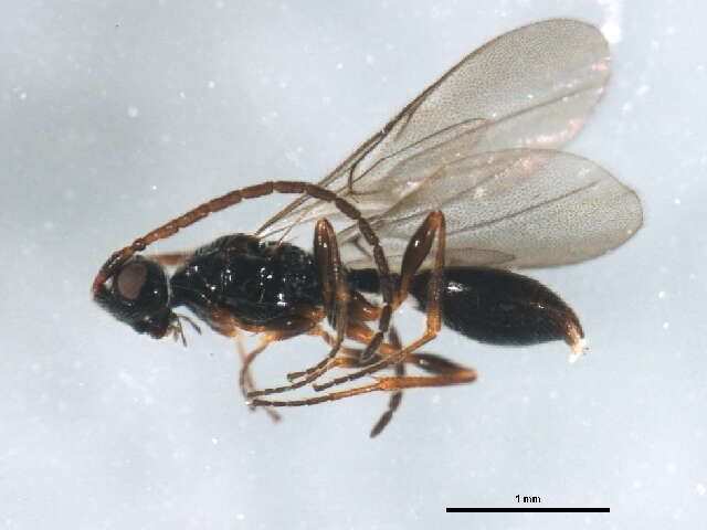 صورة <i>Belyta validicornis</i>