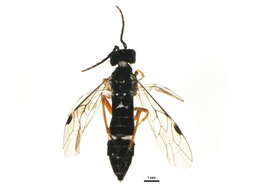 Image of <i>Allantus mellipes</i>