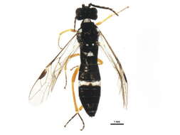 Image of <i>Allantus mellipes</i>