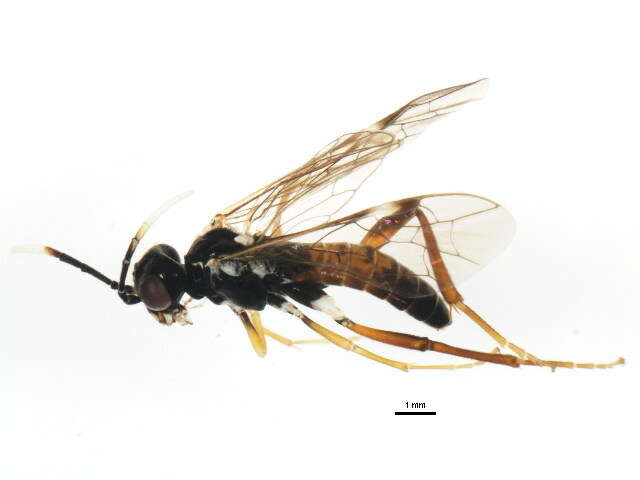 Image of <i>Taxonus pallidicornis</i>