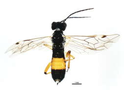 Image of <i>Taxonus borealis</i>