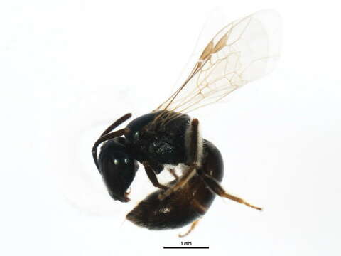 Image of Lasioglossum heterognathum (Mitchell 1960)