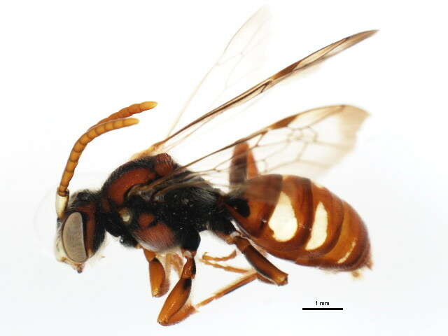 Image of Nomada cressonii Robertson 1893