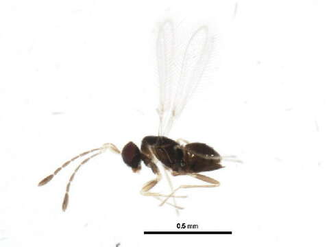 Image of Anaphes listronoti Huber 1997