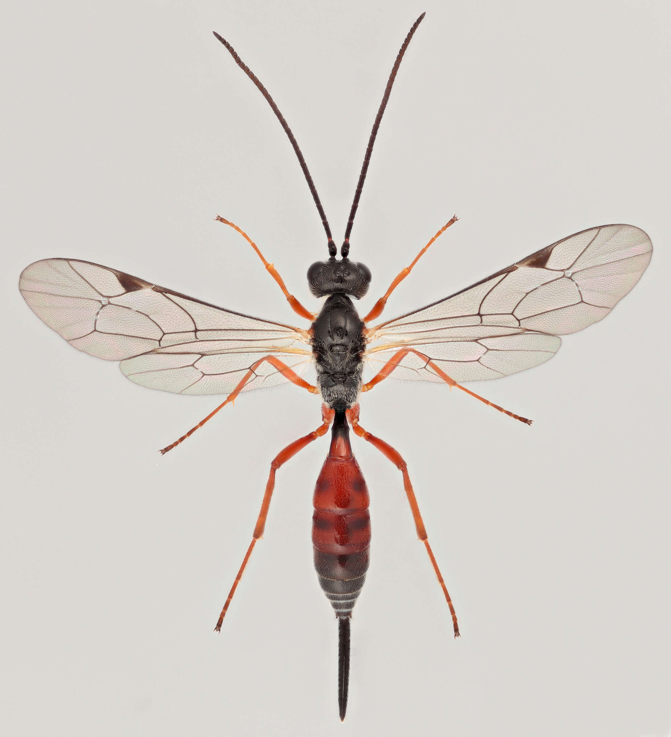 Image de Bathythrix argentata (Gravenhorst 1829)
