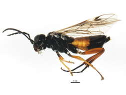 Image of <i>Taxonus rufocinctus</i>