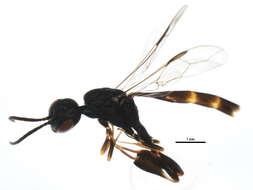 Image of <i>Gasteruption assectator</i> (Linnaeus 1758)