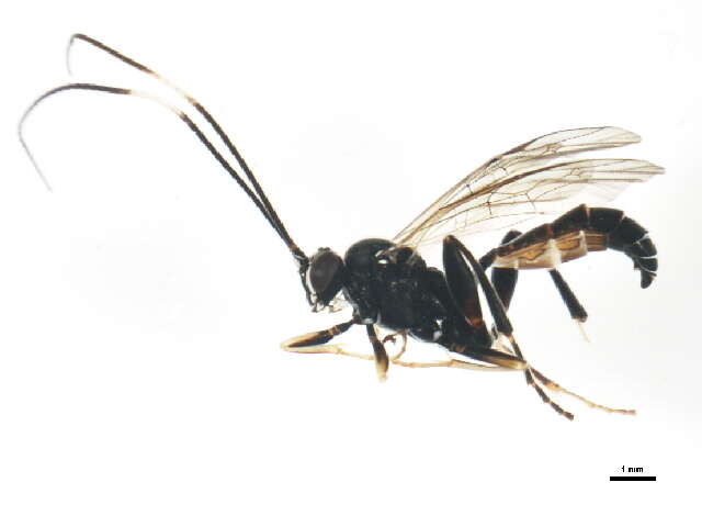 Image of Asthenolabus