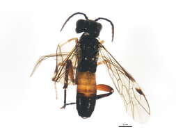 Image of <i>Taxonus rufocinctus</i>