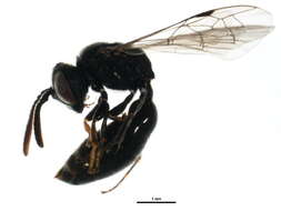 Image of Psenulus pallipes (Panzer 1798)