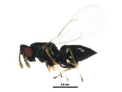 Image of Aprostocetus