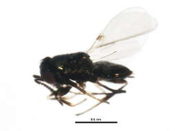 Image of Parasitoid wasp