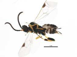 Image of <i>Apanteles samarshalli</i> Fernández-Triana