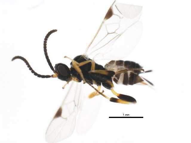 Image of <i>Apanteles samarshalli</i> Fernández-Triana