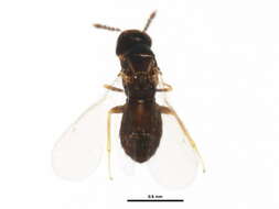 Image of Melittobia acasta (Walker 1839)