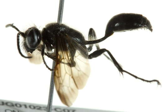 Image of Mud dauber