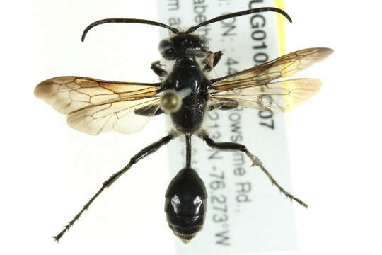 Image of Mud dauber