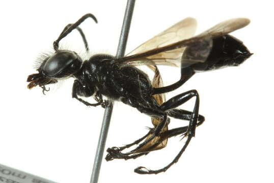 Image of Mud dauber