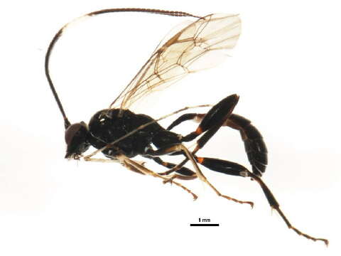 Image of Asthenolabus