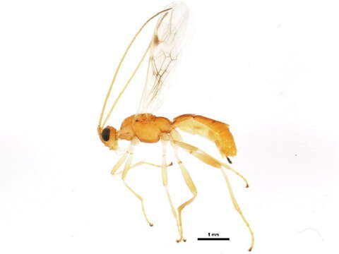 Image of <i>Aleiodes wyomingensis</i>