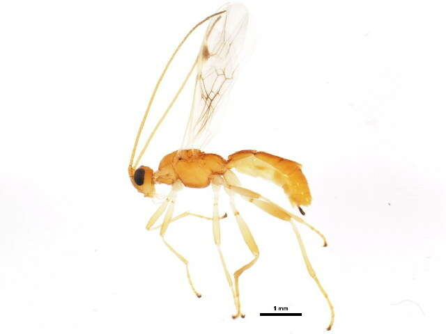 Image of <i>Aleiodes wyomingensis</i>