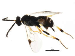 Image of <i>Apanteles samarshalli</i> Fernández-Triana