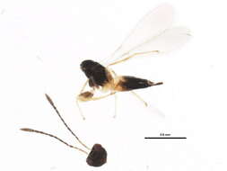 Image of Gonatocerus morrilli