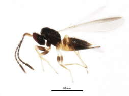 Image of Gonatocerus morrilli