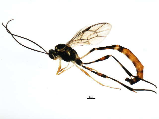 Image of Eiphosoma pyralidis Ashmead 1896